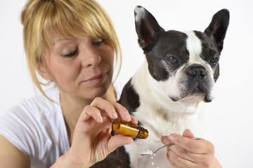 Boston Terrier beim Tierarzt in Behandlung mit Globuli