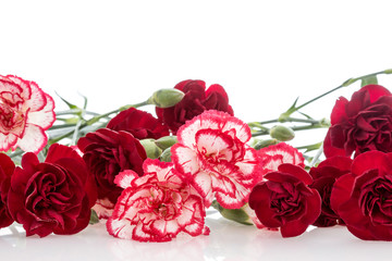 Bunch of carnations over white background