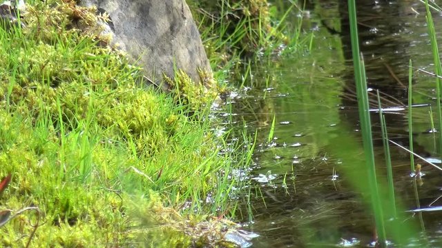 Frosch springt in den Teich
