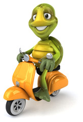 Fun turtle