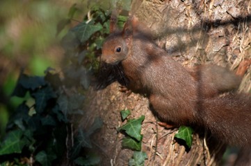 &Eacute;cureuil roux en sous bois
