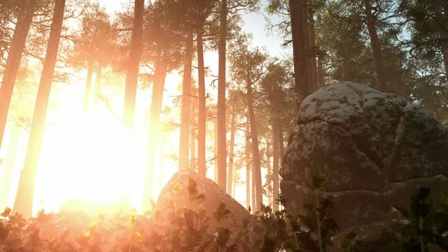 Sun breaking through pine trees