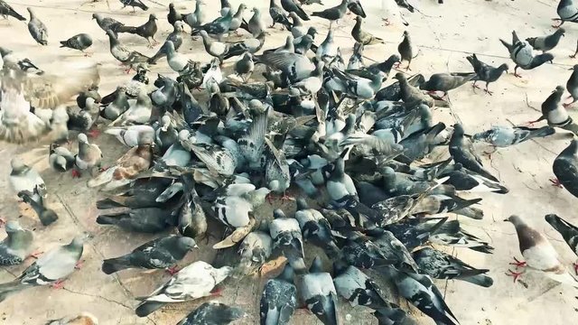 Pigeons bird swarming and fighting in the middle and a man walk in to clear the path in 4K ultra HD