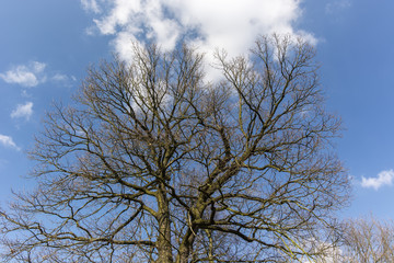 Crown oak tree without leaves with blue sky and white clouds