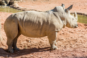 Fototapeta premium white rhinoceros - ceratotherium simum