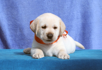 the little cute labrador puppy on a blue background