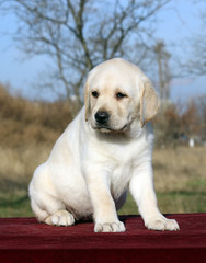 yellow happy labrador puppy on red portrait