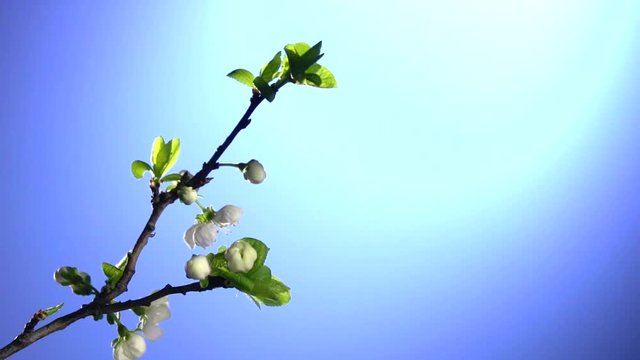 A plum flowers blossoming time lapse on a blue background. Branch with blooming flowers a plum tree Time lapse. Timelapse