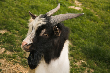 Male goat standing on green field