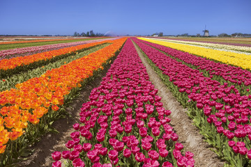 Tulipes et moulin à vent par une journée ensoleillée aux Pays-Bas