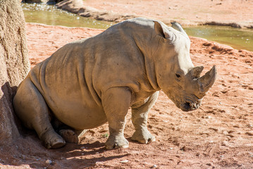 Fototapeta premium white rhinoceros - ceratotherium simum