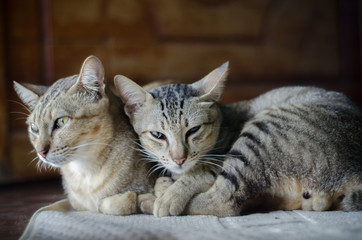 Thai cats is lying on the bed with blur background
