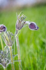 nice pasque flower at spring time