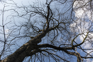 Obraz premium crown of the tree in spring without differ with the background of blue sky and white clouds