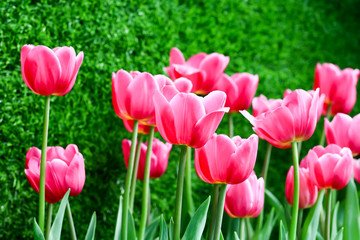 pink flower and grass 4510