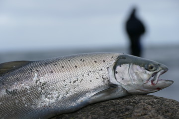 Meerforelle und Angler