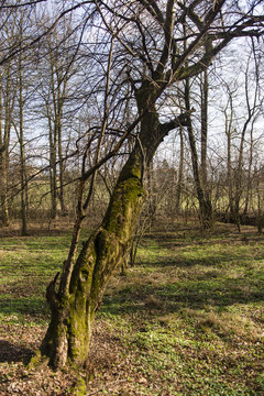 tree without leaves in spring pear tree growing in the forest