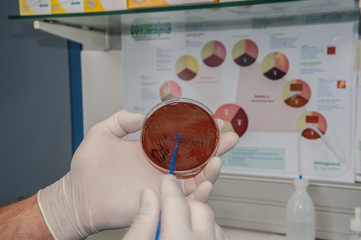 analyse bactériologique du lait mammiteux permet de prendre la bonne décision pour le traitement...