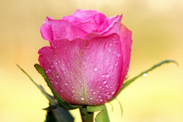 A close up of a pink Rose , selective focus.