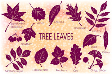 Obraz premium Pictograms Set, Tree Leaves, Oak, Iberian Oak, Raspberry, Willow, Liquidambar, Hawthorn, Aspen, Ginkgo Biloba, Elm Karagach, Birch, Ash, Chestnut and Sambucus. Eps10, Contains Transparencies. Vector
