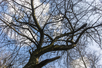 crown of the tree in spring without differ with the background of blue sky and white clouds