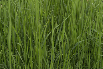 The thick green grass