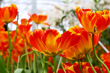 orange tulip flower 4566