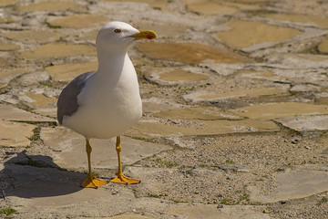 Albatross walks on the seaside promenade