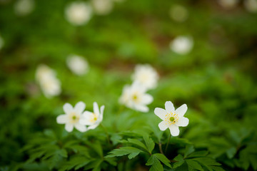 Closeup of beautiful anemone flowers