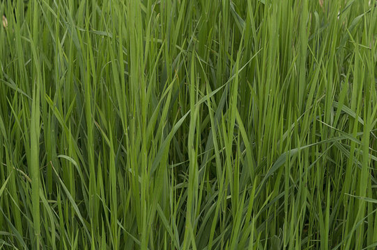 The thick green grass
