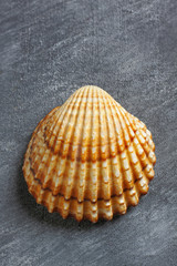 Rough cockle sea shell over painted textile background