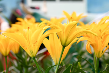 yellow flower background 4659