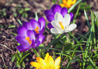 Fototapeta premium Flowers crocuses bloom in the spring