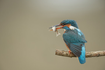 Kingfisher with catch