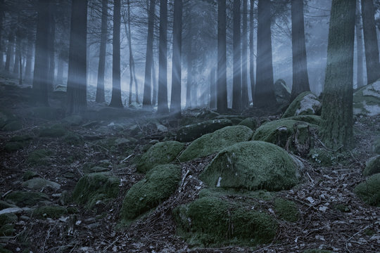Fototapeta Magic foggy forest at dusk