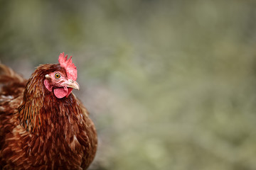 Freilaufendes Braunes Huhn auf dem Bio Bauernhof