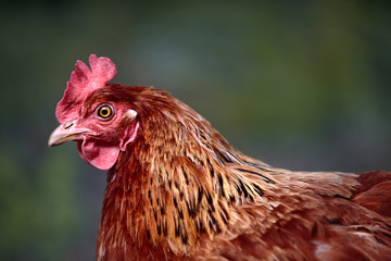 Freilaufendes Braunes Huhn auf dem Bio Bauernhof