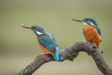 Two kingfishers share a branch