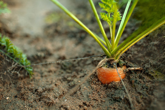 Reihe von Karotten auf dem Acker oder Feld zur Erntezeit