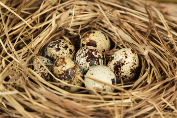 Naklejka na ściany i meble Quail eggs in a nest 