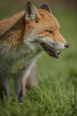 Naklejka na ściany i meble Portrait of a fox