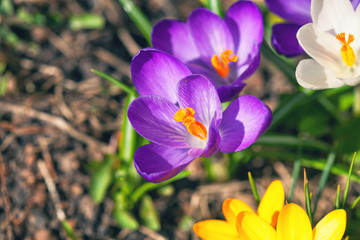 flowers crocuses.colorful flowers in the garden, spring time.free space