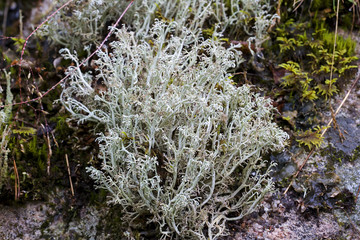 Reindeer Lichen 