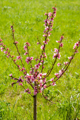 pêcher arbre fruitier