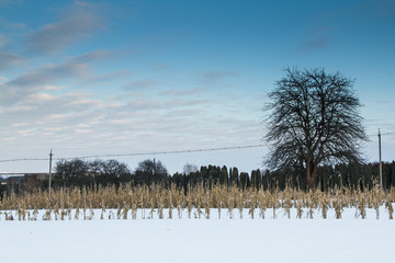 Tree on a field of corn snow © ozhukovaphoto
