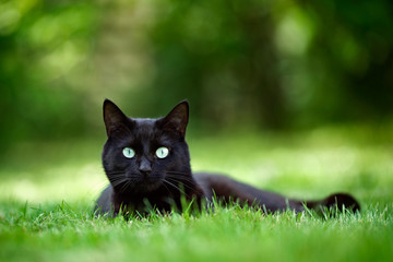 Black cat lying in grass in the garden and looking directly at the camera.