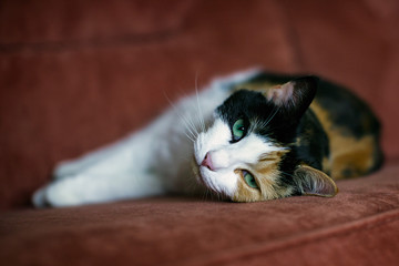 Cat lying on her side on a red sofa.