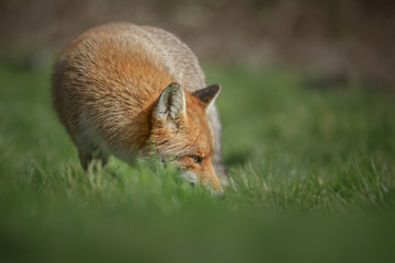 Naklejka na ściany i meble Red fox low in the grass