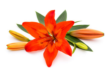 Lily flower with buds isolated on a white background.