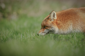 Red fox stalking